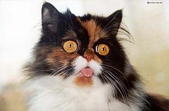 Gatti (27)